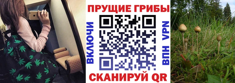Галлюциногенные грибы Psilocybe  mega ССЫЛКА  Петровск-Забайкальский  купить  цена 